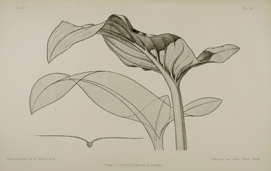 Moritz Meurer, Pflanzenformen, 1895,